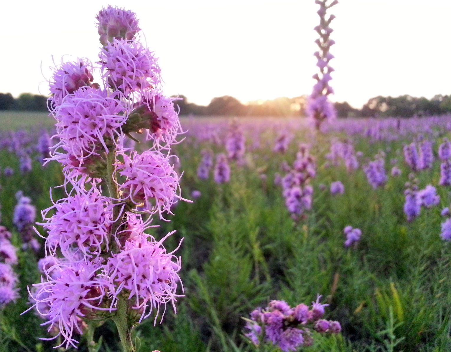 Blazing star, a native plant. (USFWS Midwest Region / Flickr)