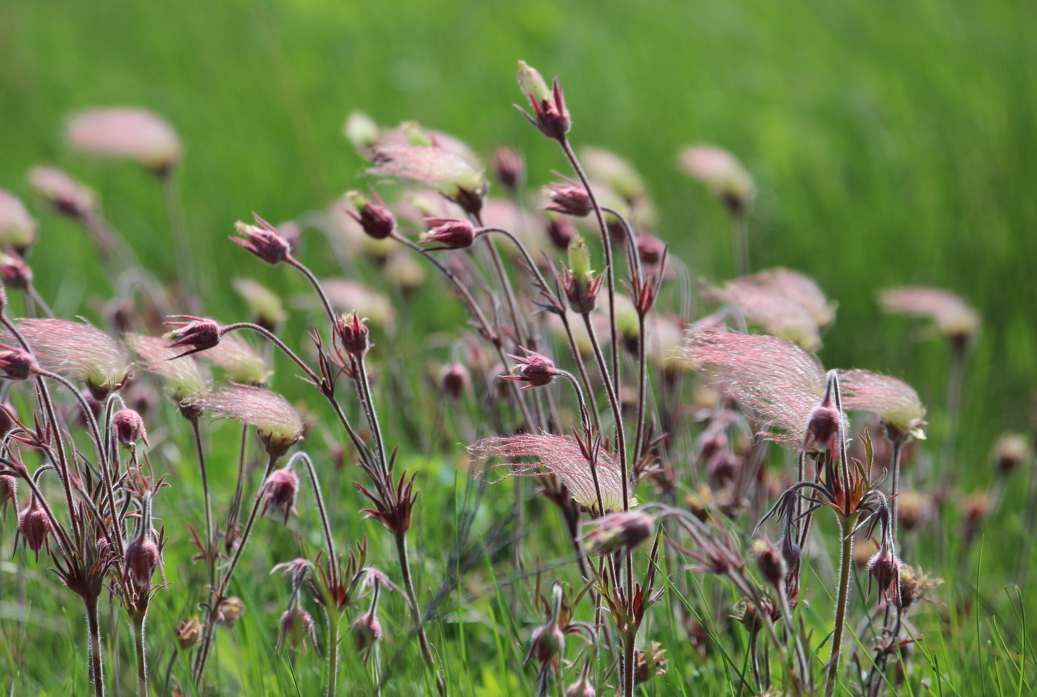 Prairie smoke, a lower-growing native plant. (Krista Lundgren, USFWS / Flickr)