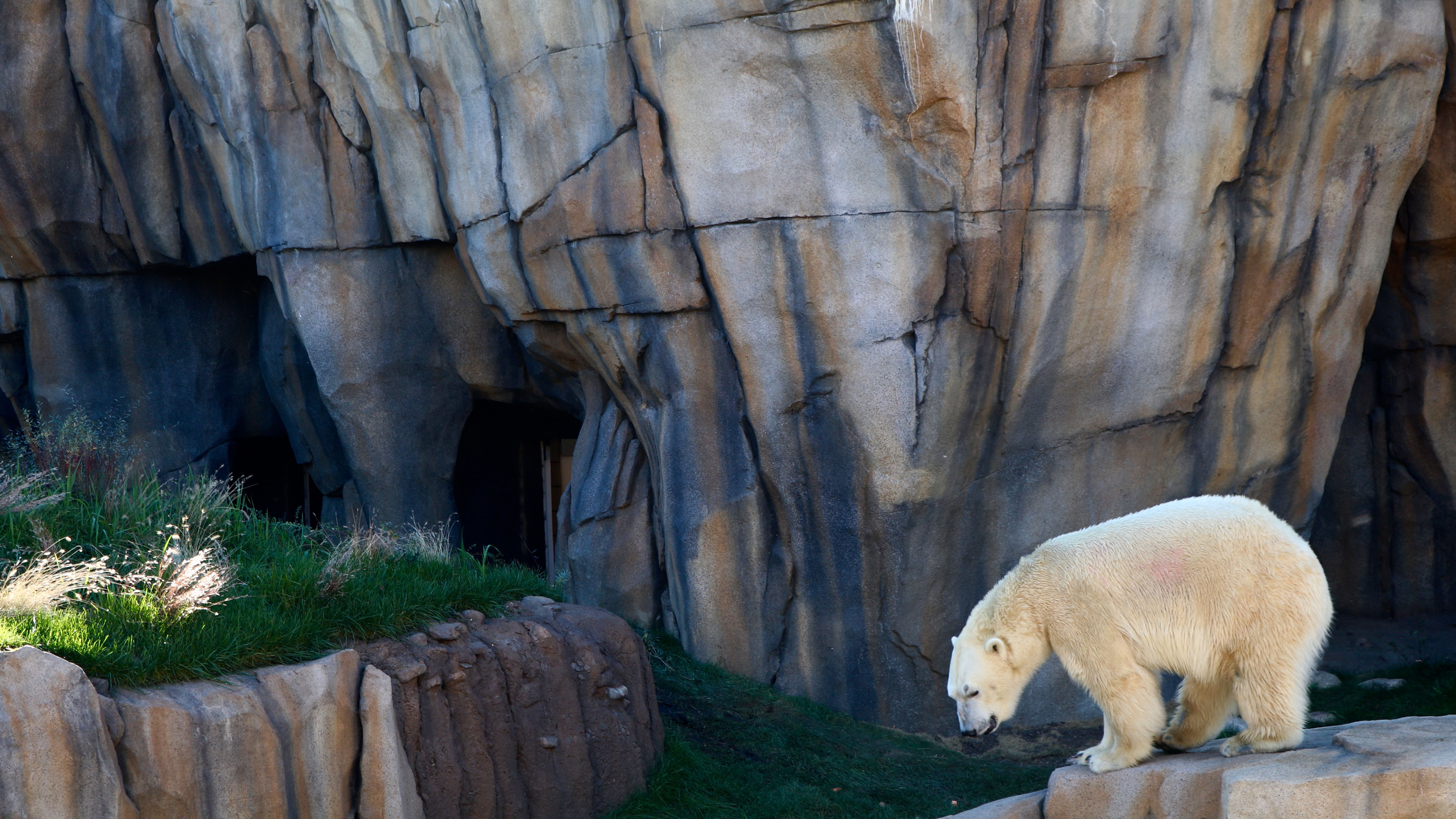 Polar Bear  Lincoln Park Zoo