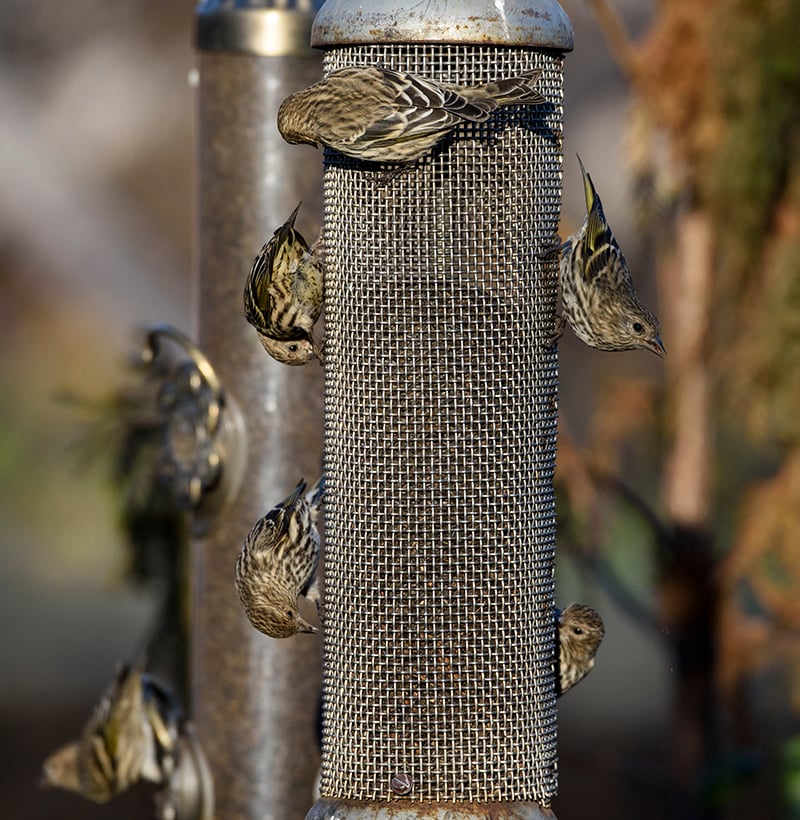 Pine siskins at the garden's thistle feeders (Carol Freeman / Chicago Botanic Garden)