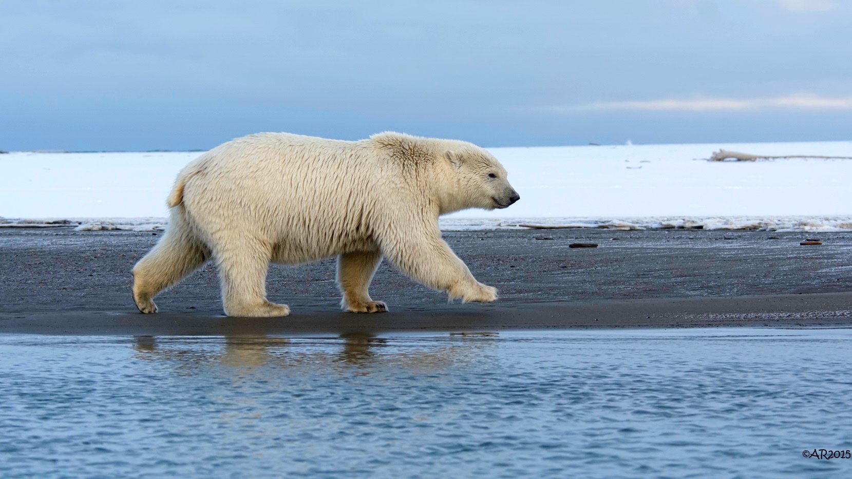 Арктические пустыни белый медведь