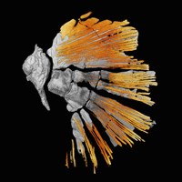 A CT scan of a Sauripterus fin. (Courtesy Tom Stewart)