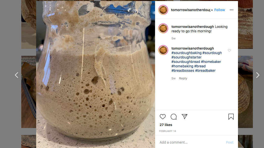 Bubbling sourdough starter. (Kelsey Hornbach / Instagram)