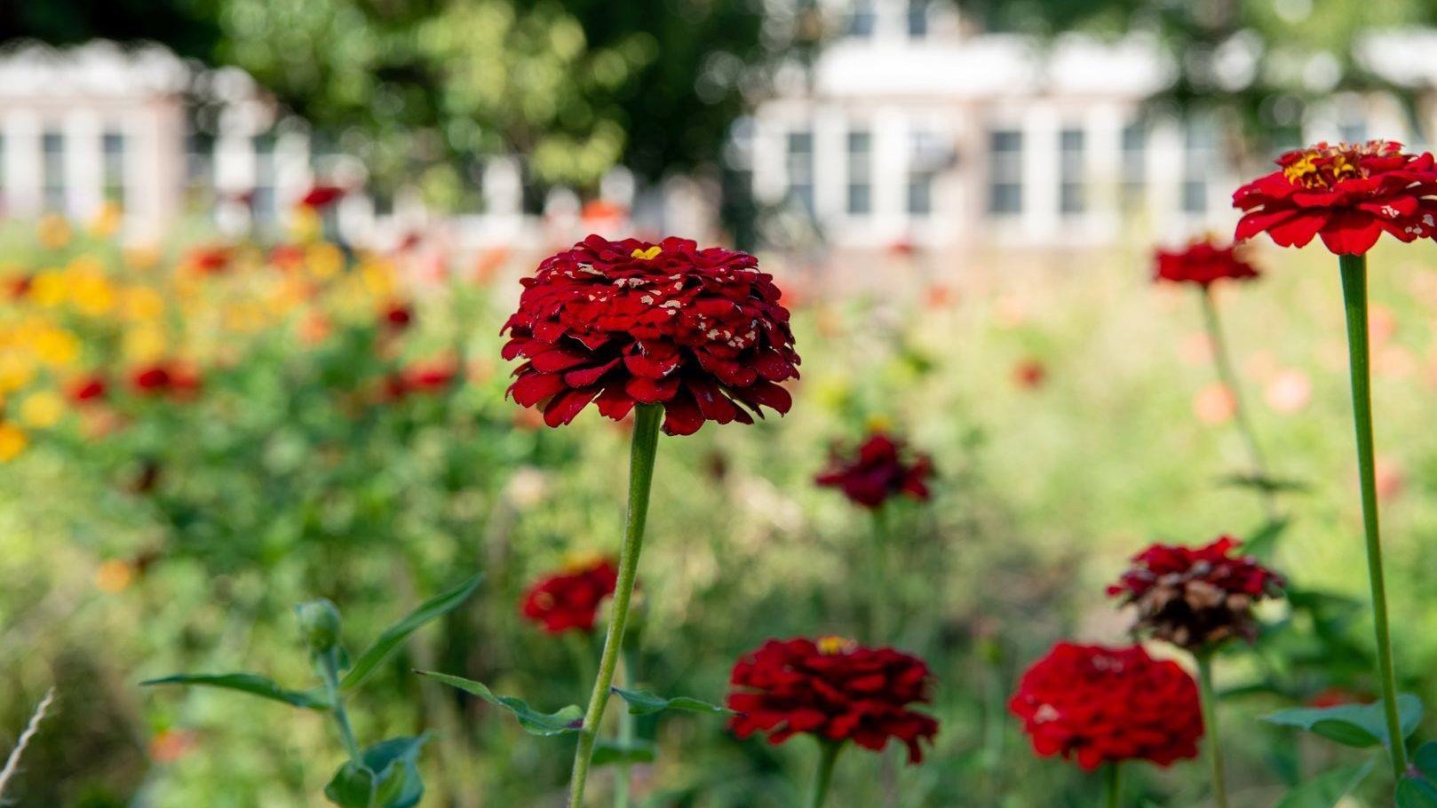 Eco House flower farms create opportunity by unleashing the provision of the earth, said founder Quilen Blackwell. (Southside Blooms)