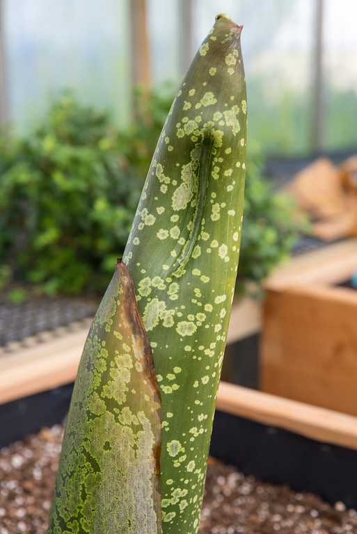 Titan arum, "Spike," on August 3. (Photo by Robin Carlson)