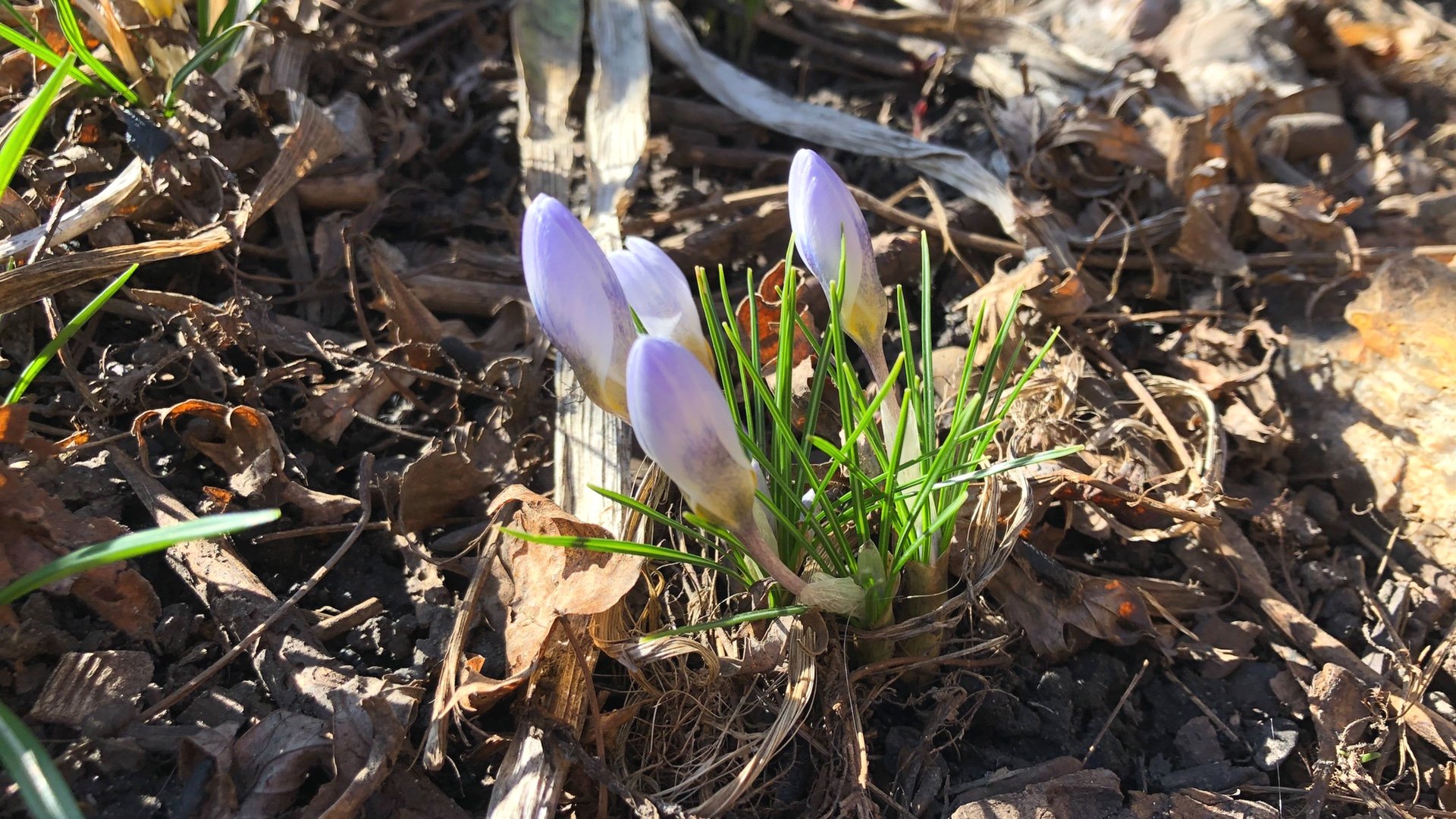 Crocus is among the season's early bloomers. (Patty Wetli / WTTW News)