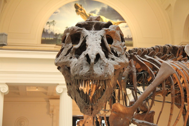 Sue the Tyrannosaurus Rex (John Mountjoy / Flickr)