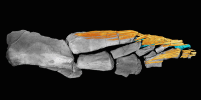 A CT scan of Tiktaalik’s fin shows its dorsal rays in yellow and ventral rays in cyan. (Courtesy Tom Stewart)
