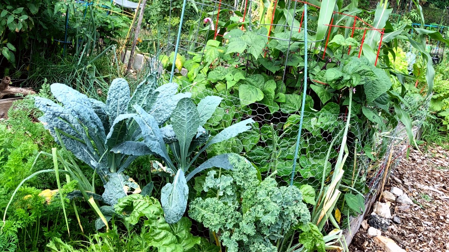 Vegetable gardening looks to be the next homebound hobby. (Patty Wetli / WTTW)