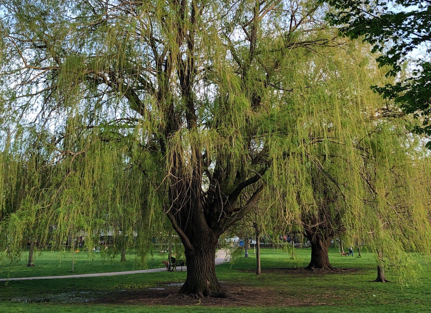 The Chicago region's trees provide $51.2 billion in benefits, according to the U.S. Forest Service. (Patty Wetli / WTTW News)