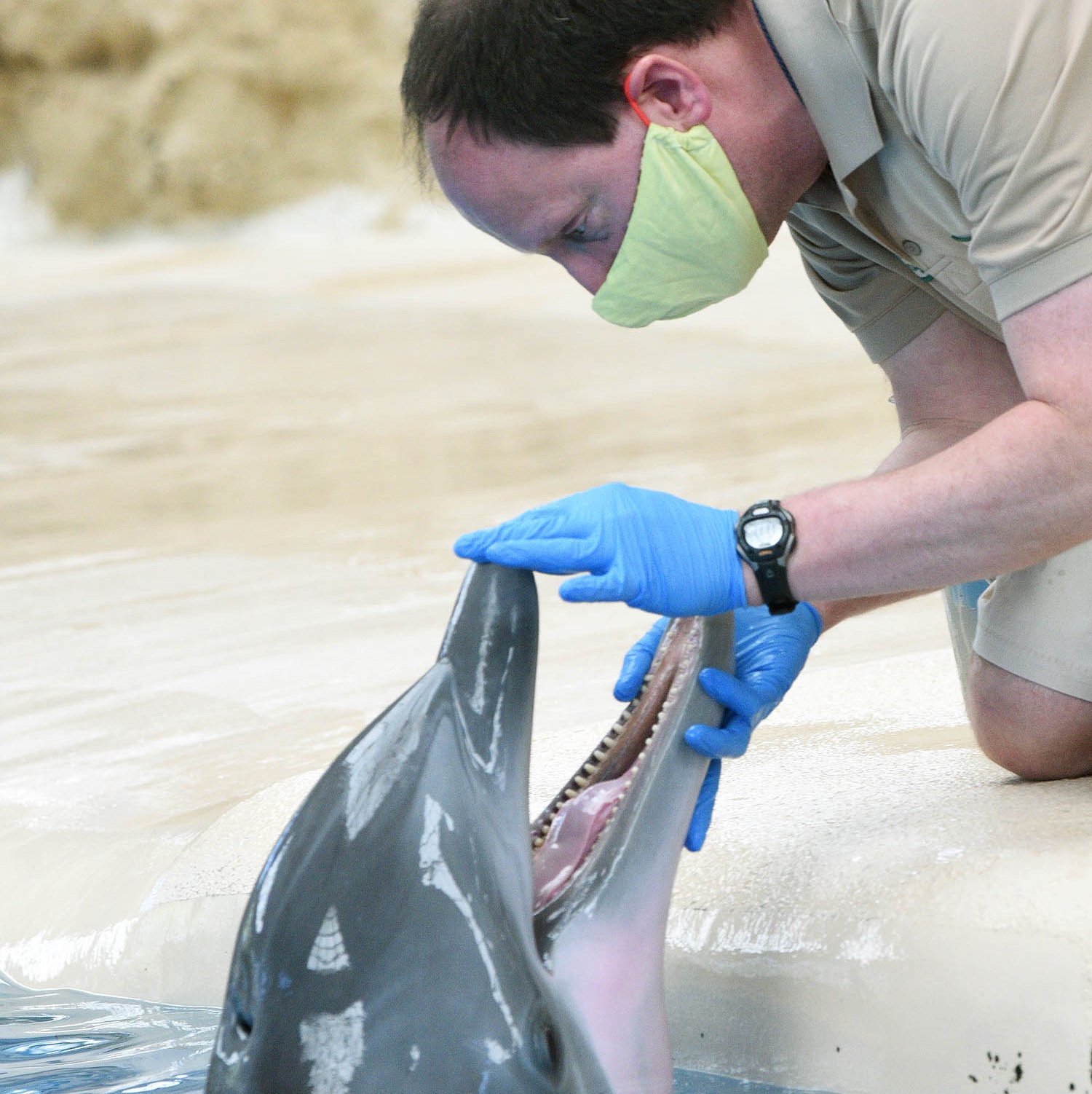 Andy Ferris, a senior animal care specialist, during a husbandry session with one of Brookfield Zoo's bottlenose dolphins. (Jim Schulz / Chicago Zoological Society)