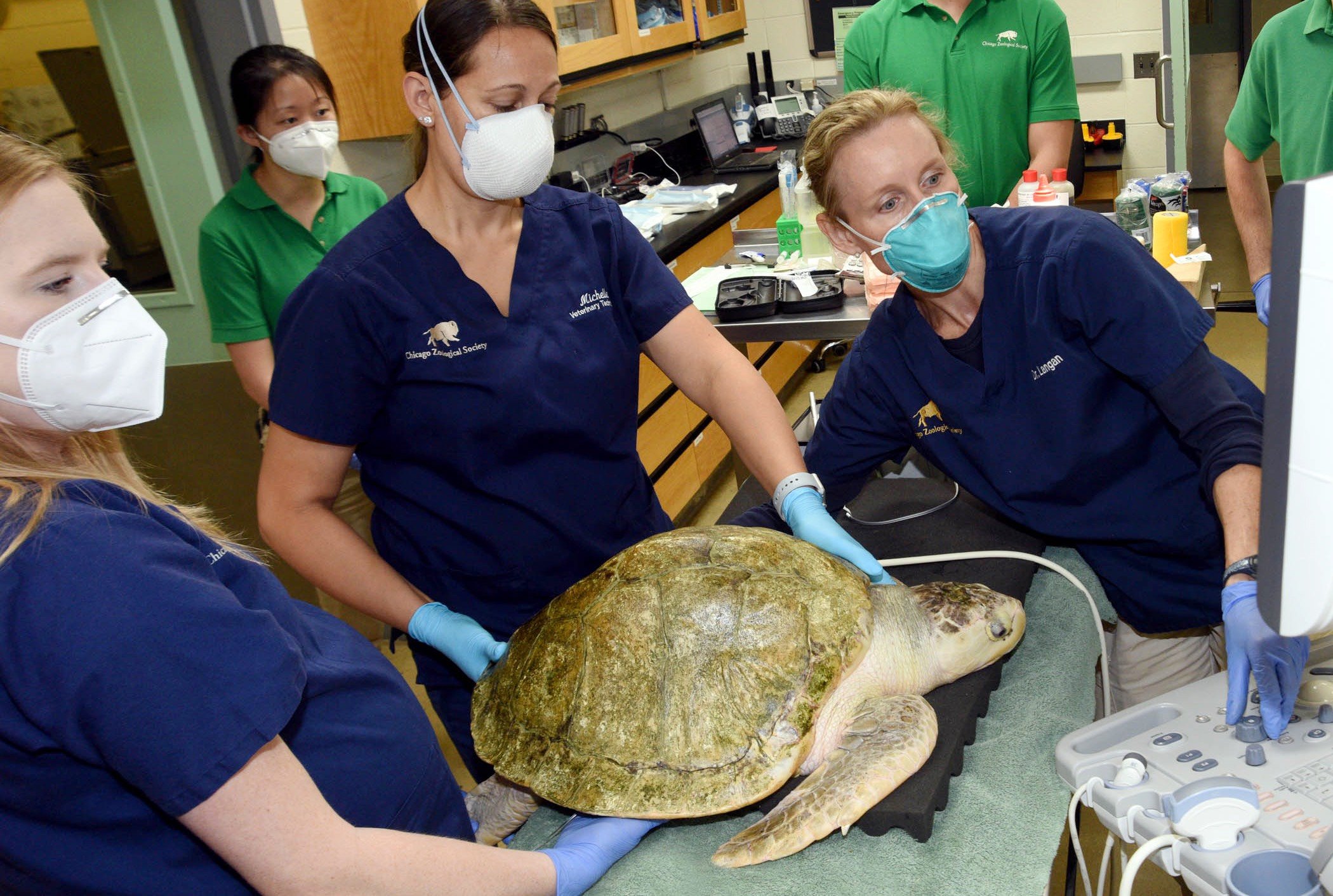 Pistachio, a 13-year-old Kemp’s ridley sea turtle, received a wellness exam by veterinary staff when he arrived at Brookfield Zoo in September. (Jim Schulz / Chicago Zoological Society)