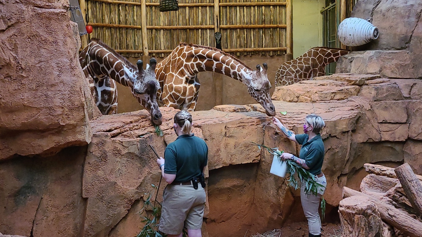 Chow time. Animals need to eat, whether Lincoln Park Zoo is welcoming visitors or not. (Courtesy of Lincoln Park Zoo) 