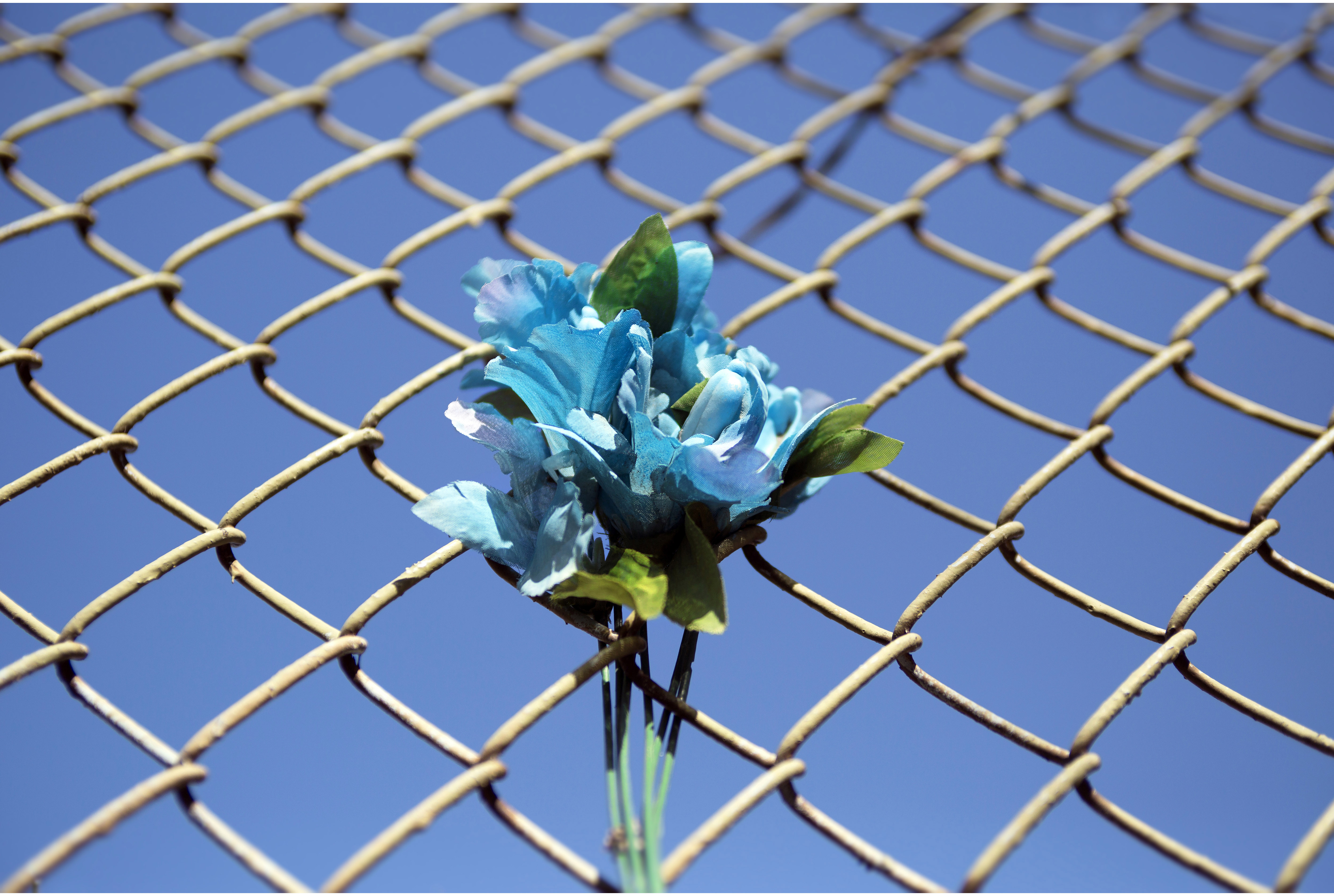 A blue flower placed in a fence in memorial of a man killed in Pilsen. (Courtesy of Thomas Ferrella) 