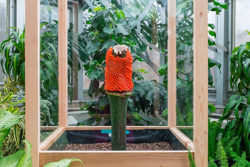 Alice in her current state inside the Chicago Botanic Garden's tropical greenhouse (Chicago Botanic Garden)