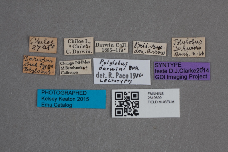 Labels for Field's "Darwin beetle" (Kelsey Keaton / © The Field Museum)