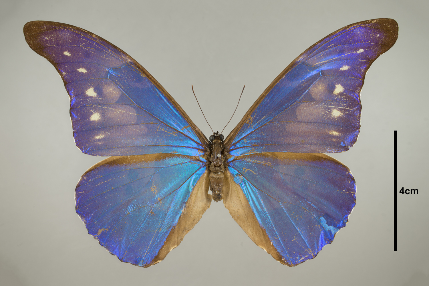 Butterfly from the Field's Insects collection (Courtesy of the Field Museum)