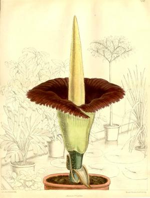 Illustration of a blooming titan arum from Curtis’s Botanical Magazine. (Courtesy of the Chicago Botanic Garden)