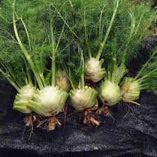 bulb fennel