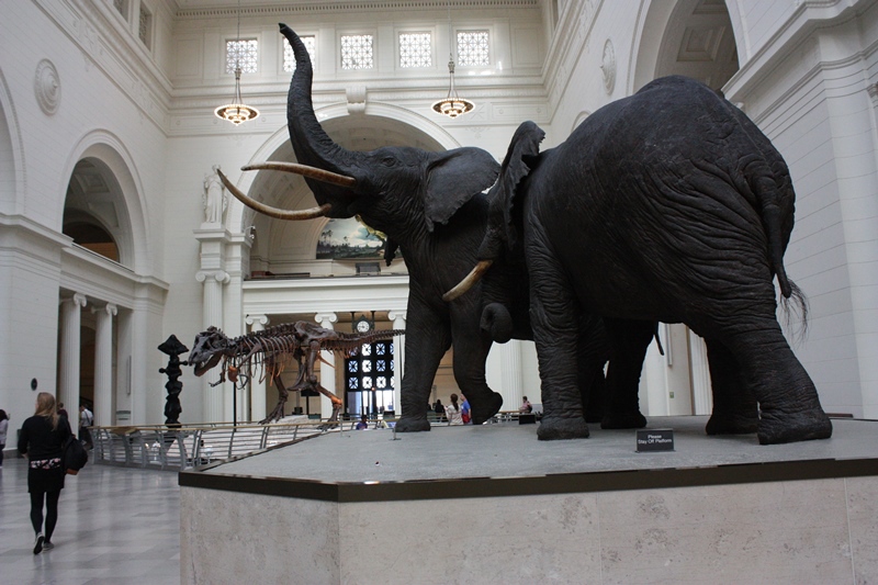 Stanley Field Hall at the Field Museum (Chloe Riley)