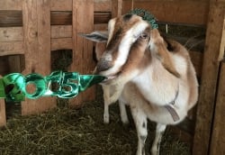 Angelic Organics offers "Get Your Goat" workshops; photo courtesy of Angelic Organics