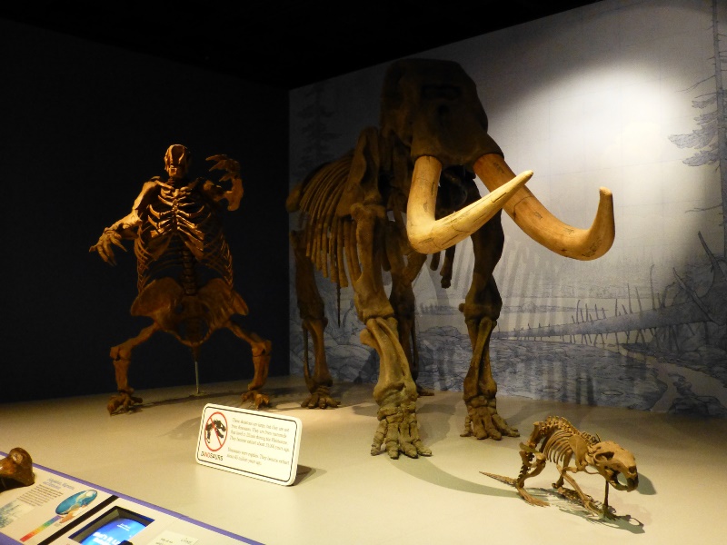 A mastodon fossil at the now closed Illinois State Museum (Flickr / Mike Linksvayer)