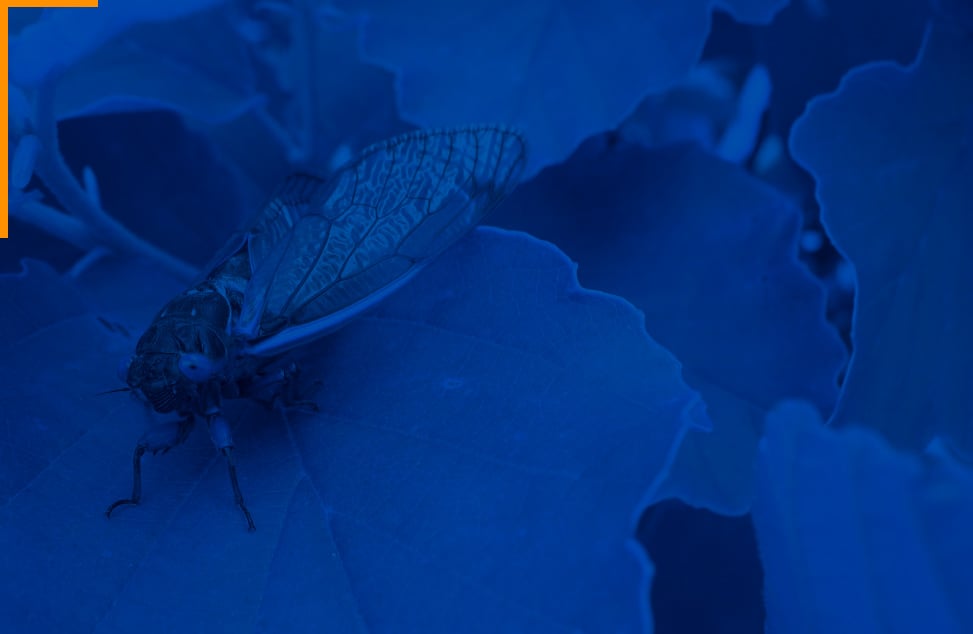 Blue cicada