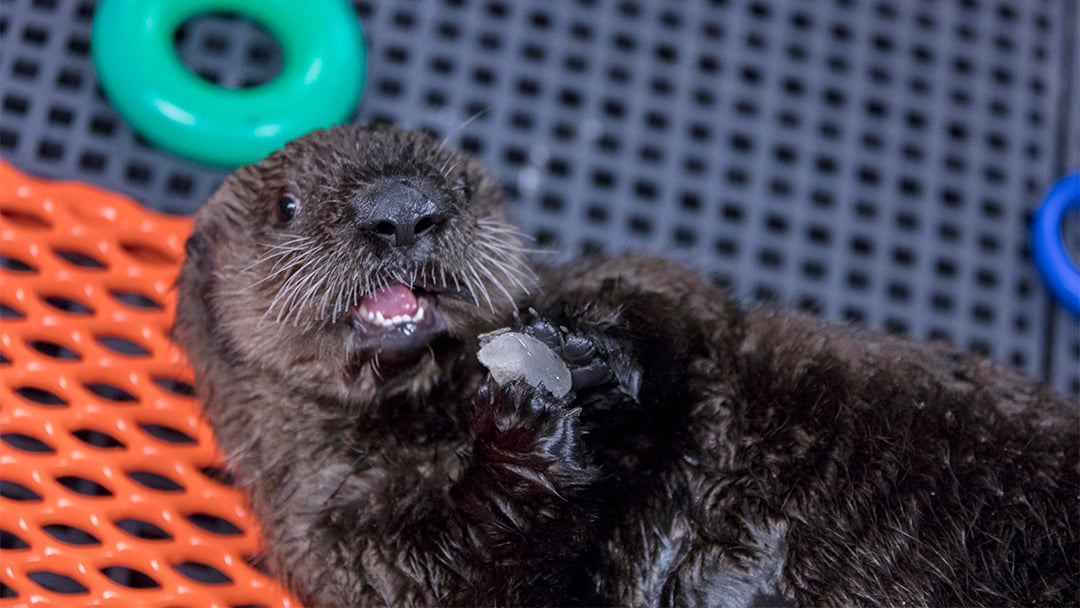 Shedd Aquarium Team Cares for Abandoned Sea Otter Pup in Alaska ... - 3U8A0277%20CROP
