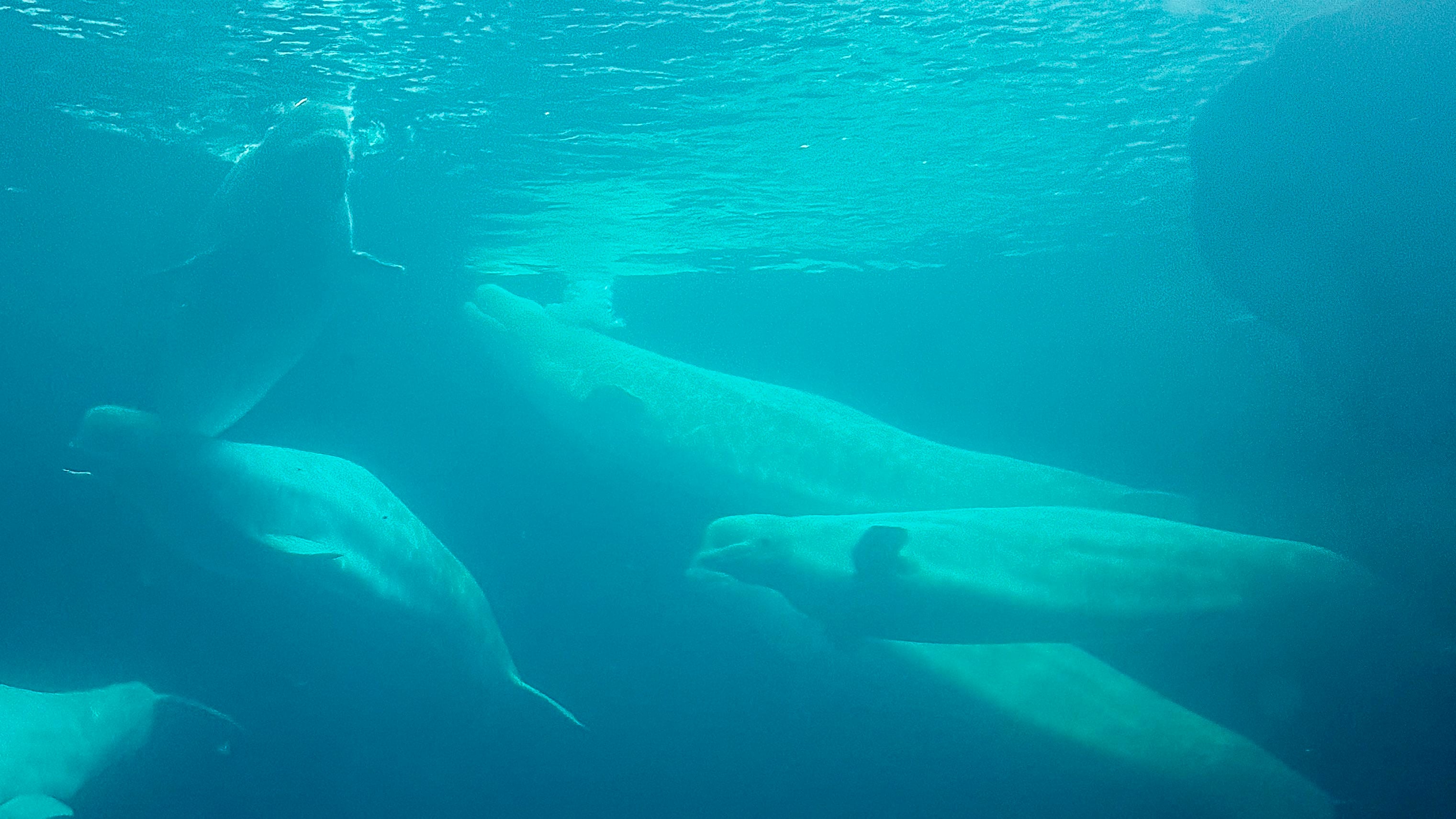 How Are Shedd’s New Rescued Belugas Adjusting? Go Behind the Scenes