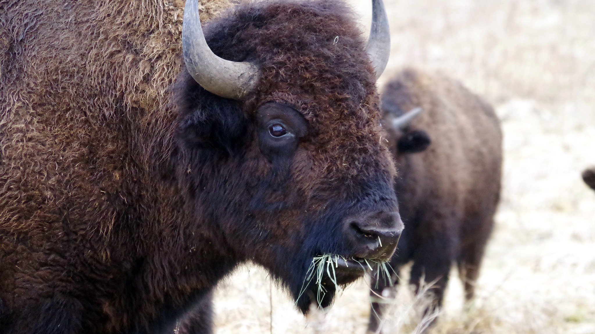 This Week In Nature Bison Are Making Nights Brighter On The Illinois   BisonUSFWSMidwestCrop 