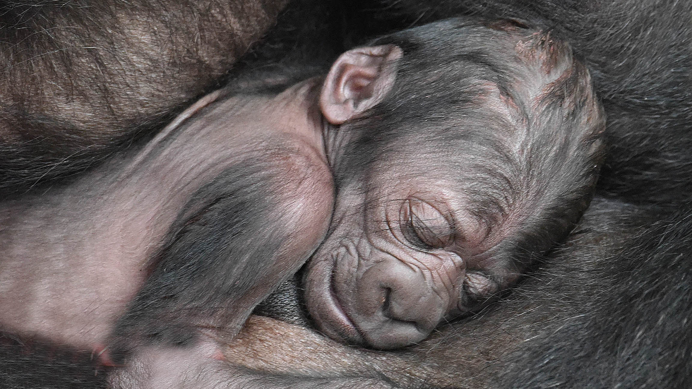 Baby Monkey Born on Fourth of July at Brookfield Zoo