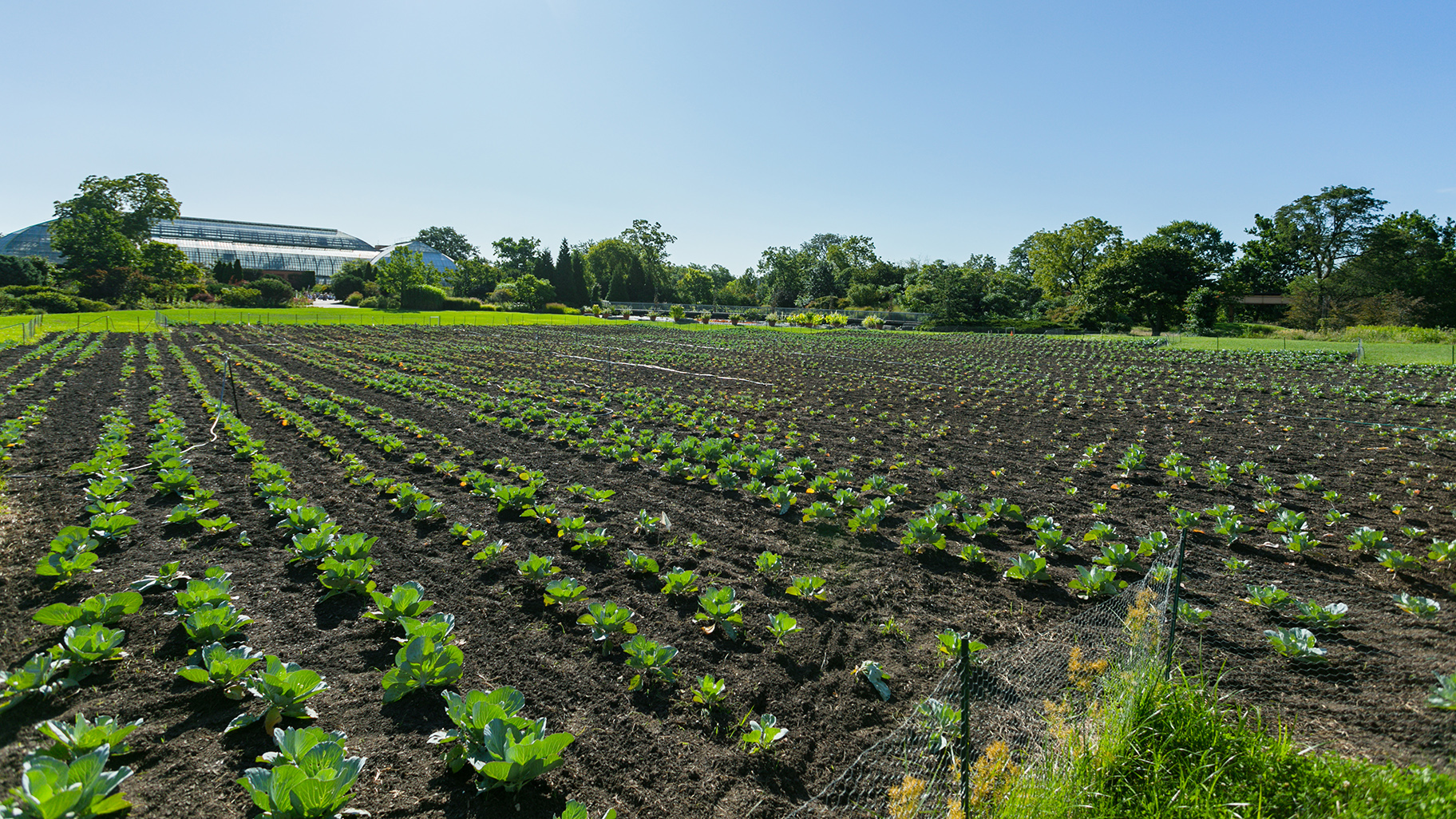 cabbage patch garden