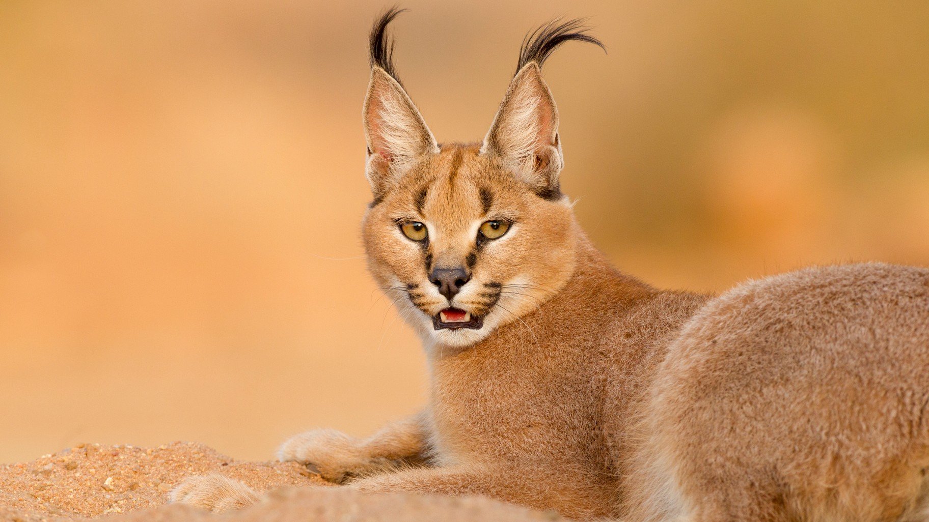 Caracal pet shops for