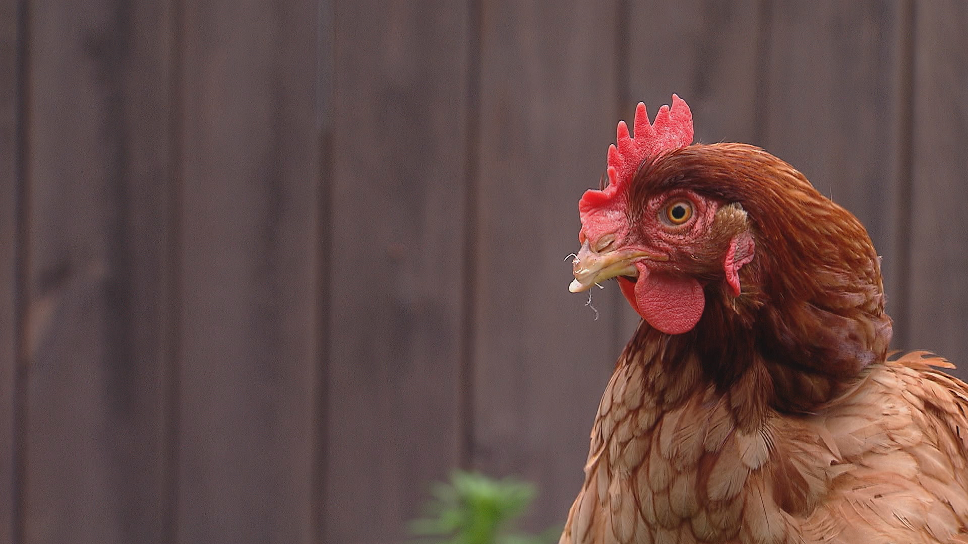 All Cooped Up Renting Chickens in Chicago Chicago News WTTW