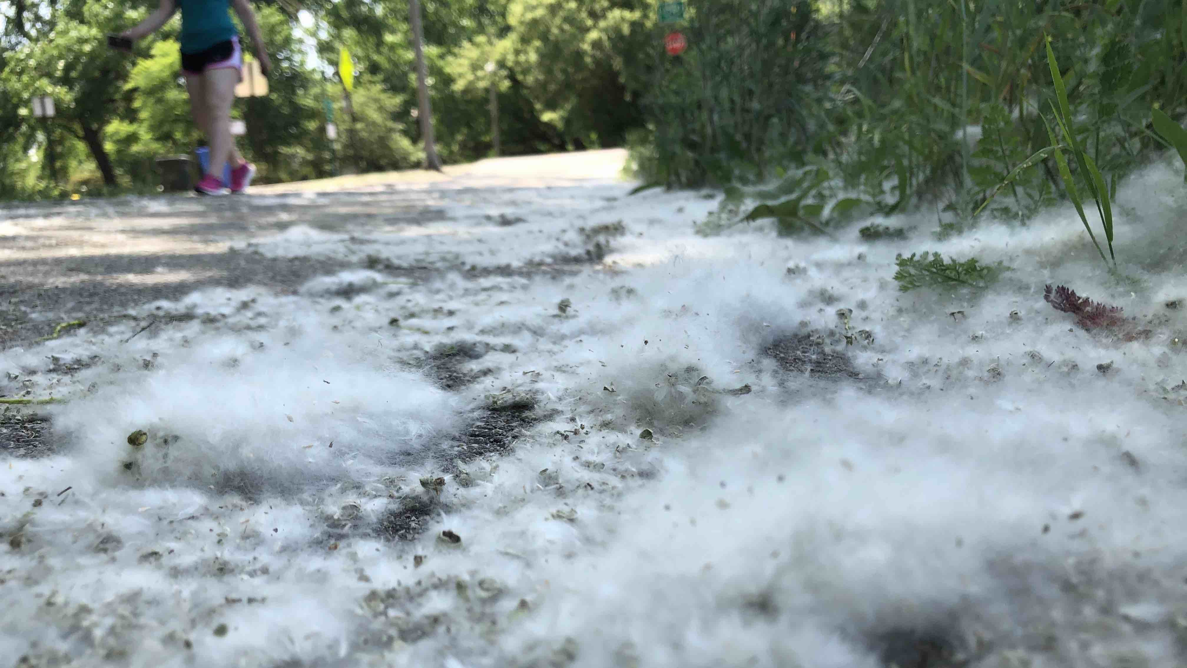 What's that fluff? Cottonwood pollination season will end soon