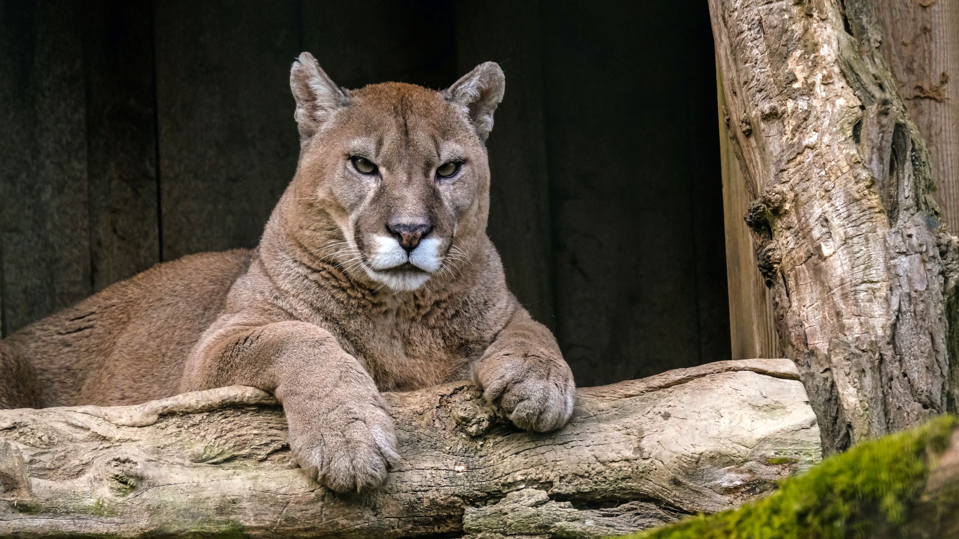 Namaak klein Slager This Week in Nature: Cougars on the Comeback Trail and Their Road Leads to  the Midwest | Chicago News | WTTW