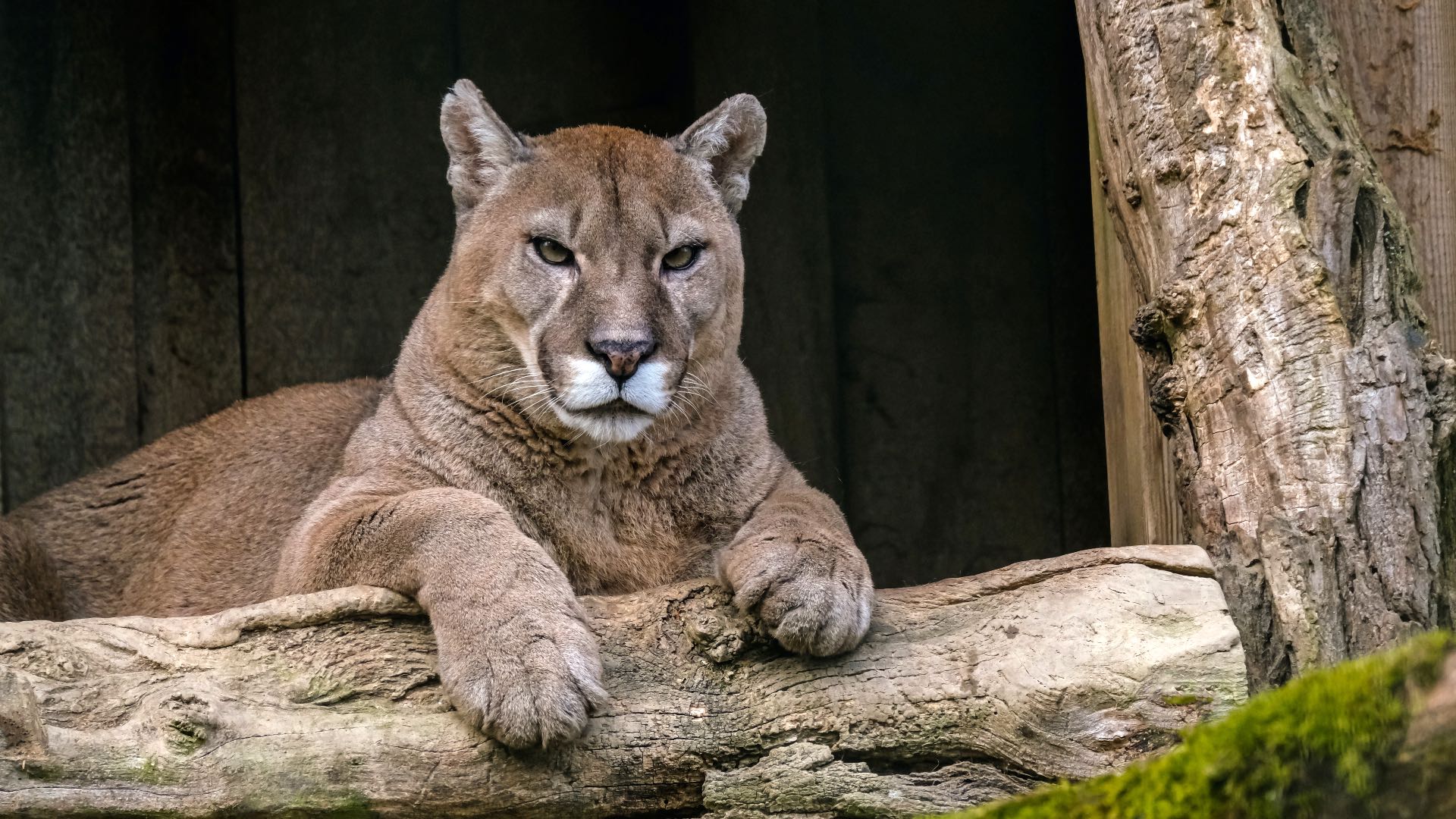 Mountain Lion Killed in Crash on I-88 in DeKalb County. Wildlife