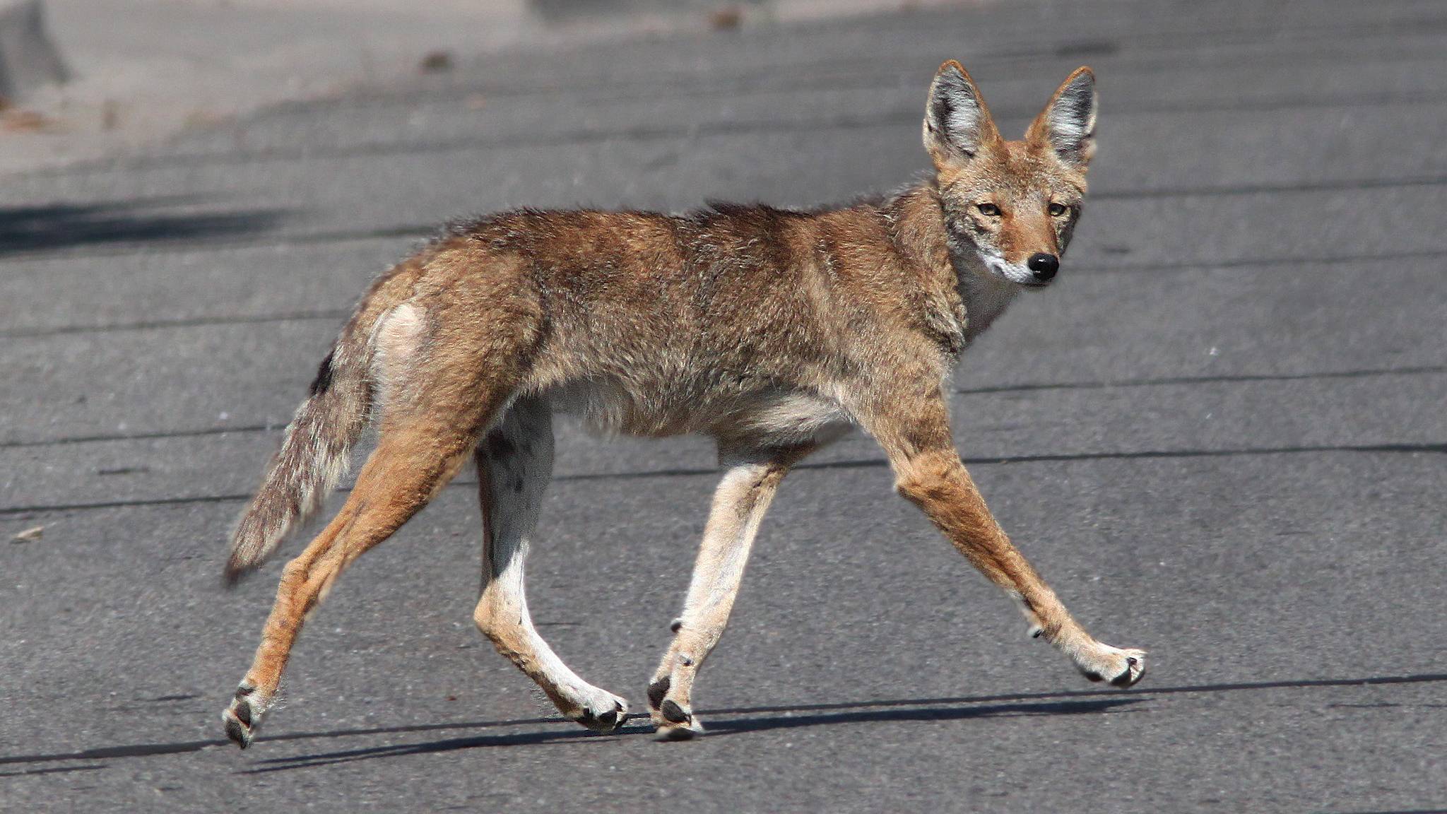 What's Up With All the Coyote Sightings? It's Mating Season. No Need To  Panic, But Leash Your Dog, Experts Say | Chicago News | WTTW