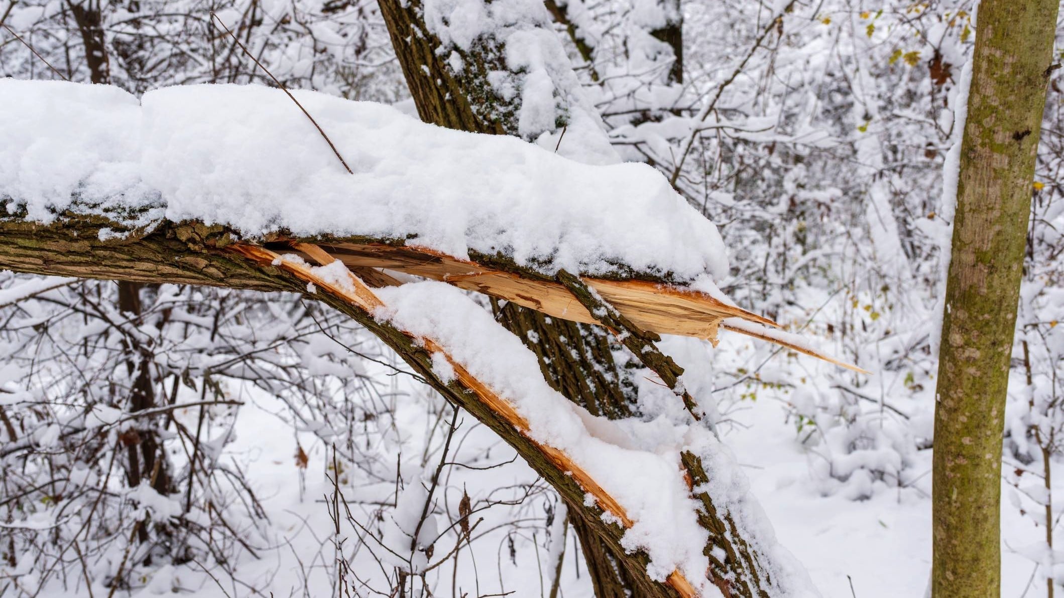 Exploding Trees: Legit Cold-Weather Danger or Overblown Hype? | Chicago ...