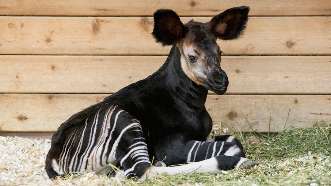 baby okapis