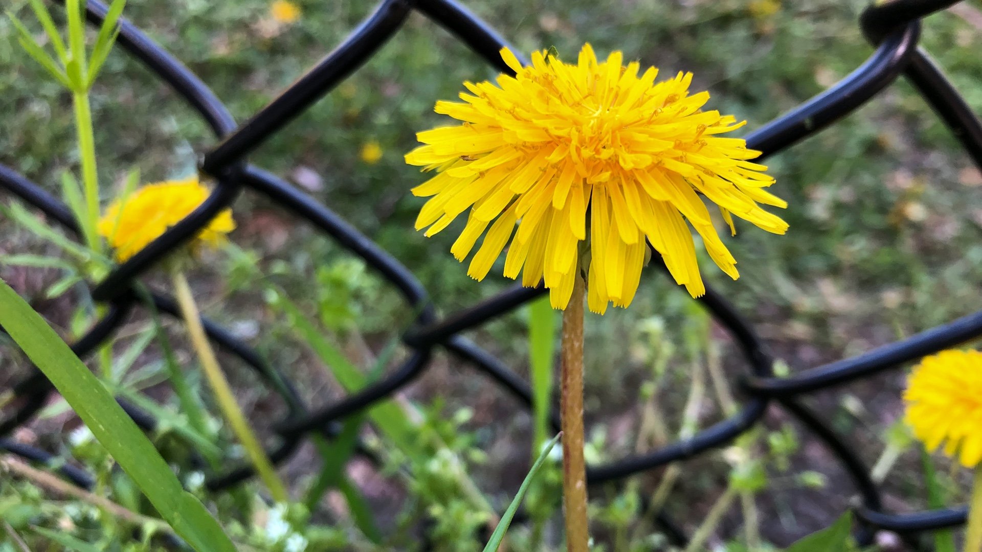 here's a line…  illuminated dandelion