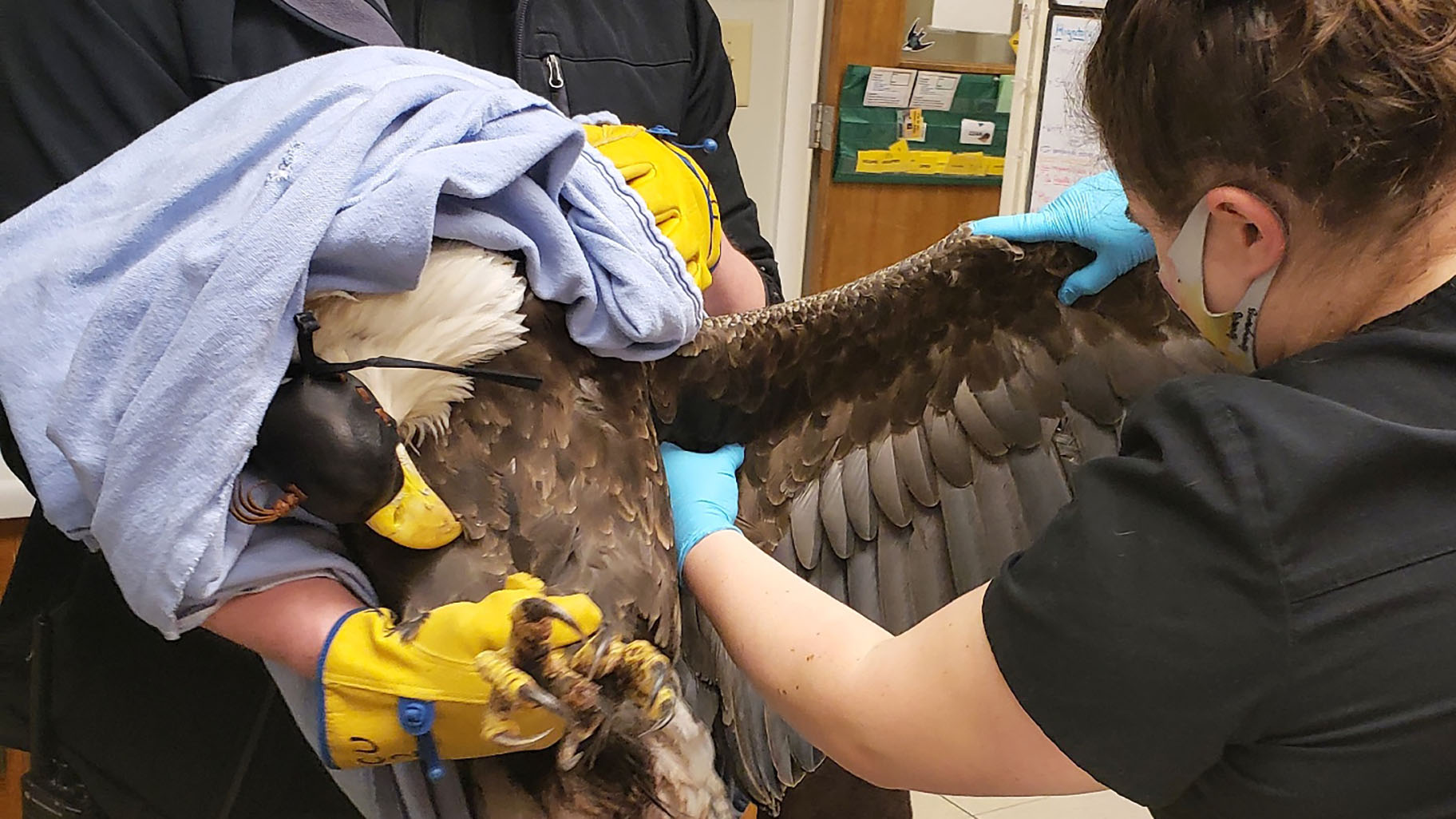 River, Bald Eagle - Veterinary Medicine at Illinois