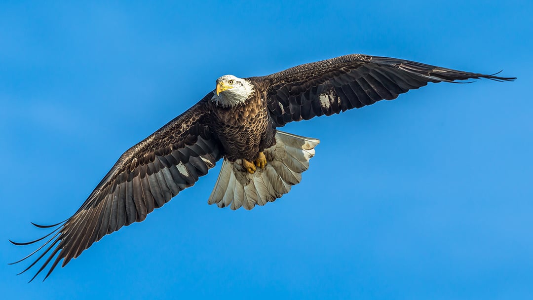 Bald Eagles Spotted Near O’Hare Signal a Comeback