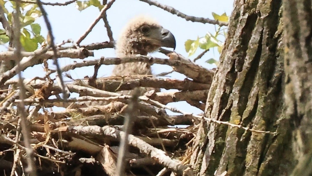 It’s an Eaglet! Chicago Celebrates First Bald Eagle Born in City in More Than 100 Years