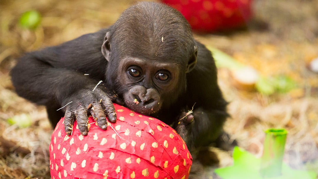 animals playing with toys