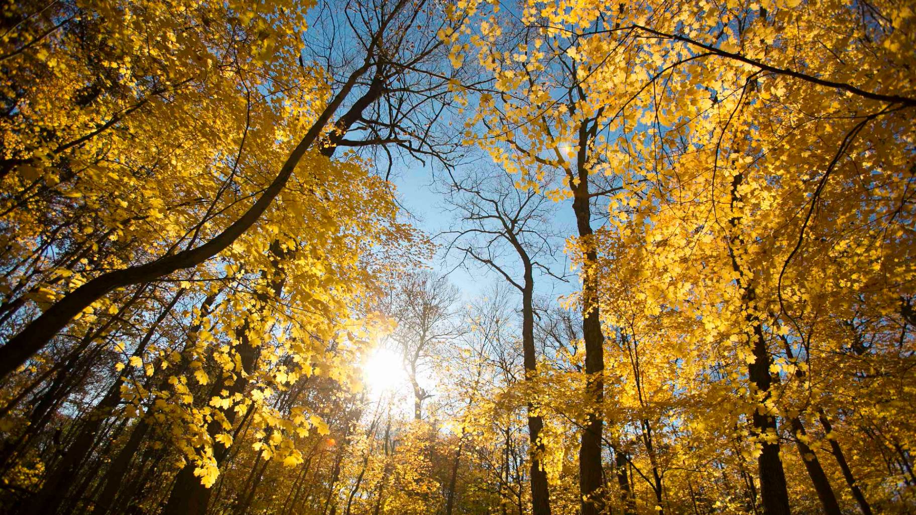 秋叶观赏正达到巅峰，这是如何在芝加哥附近充分利用秋季色彩季节的方法