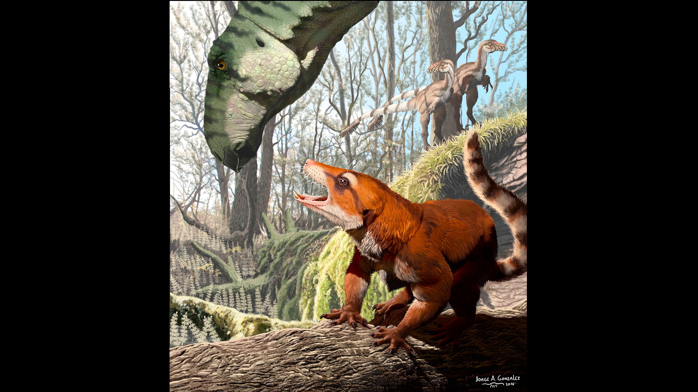 130-Million-Year-Old Fossil Provides New Insight on Pangea Division | Chicago News | WTTW 130-Million-Year-Old Fossil Provides New Insight on Pangea Division | Chicago News | WTTW