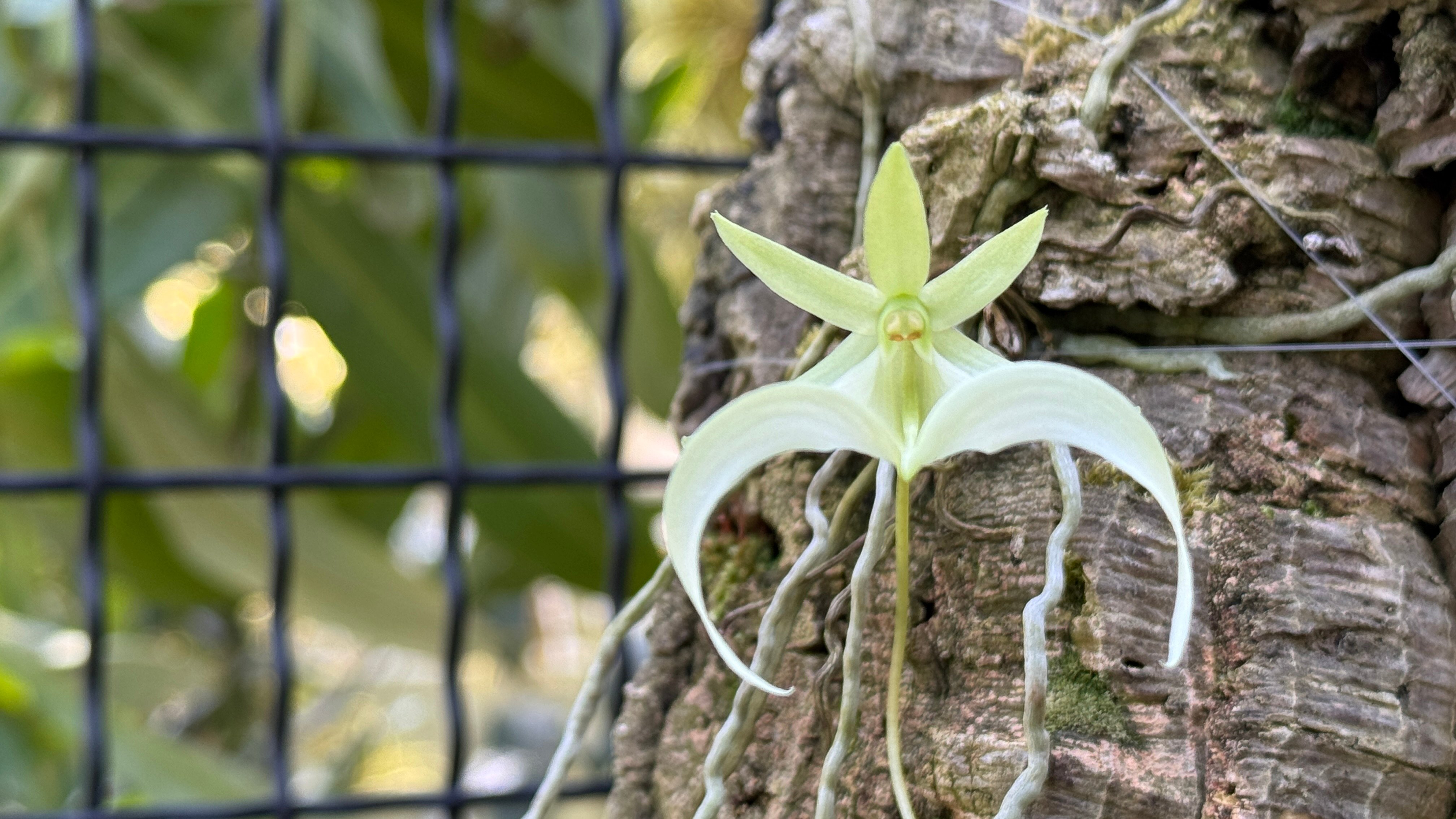 Rare Ghost Orchid Blooms at Chicago Botanic Garden, Catch It While You Can