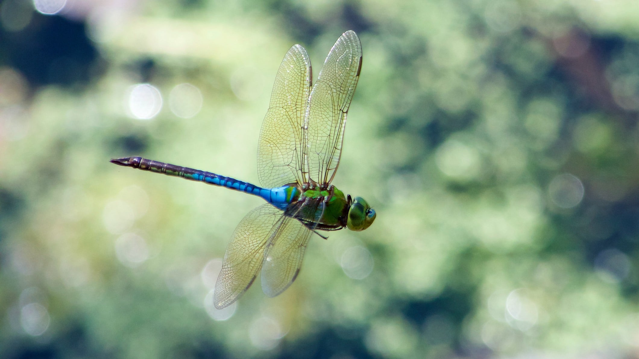 The Dirksen Courthouse is pictured in Chicago. (Capitol News Illinois)