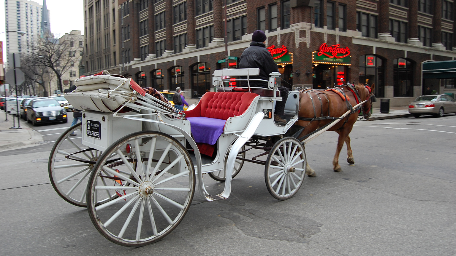 City Council Unanimously Bans Horse-Drawn Carriages Starting Jan